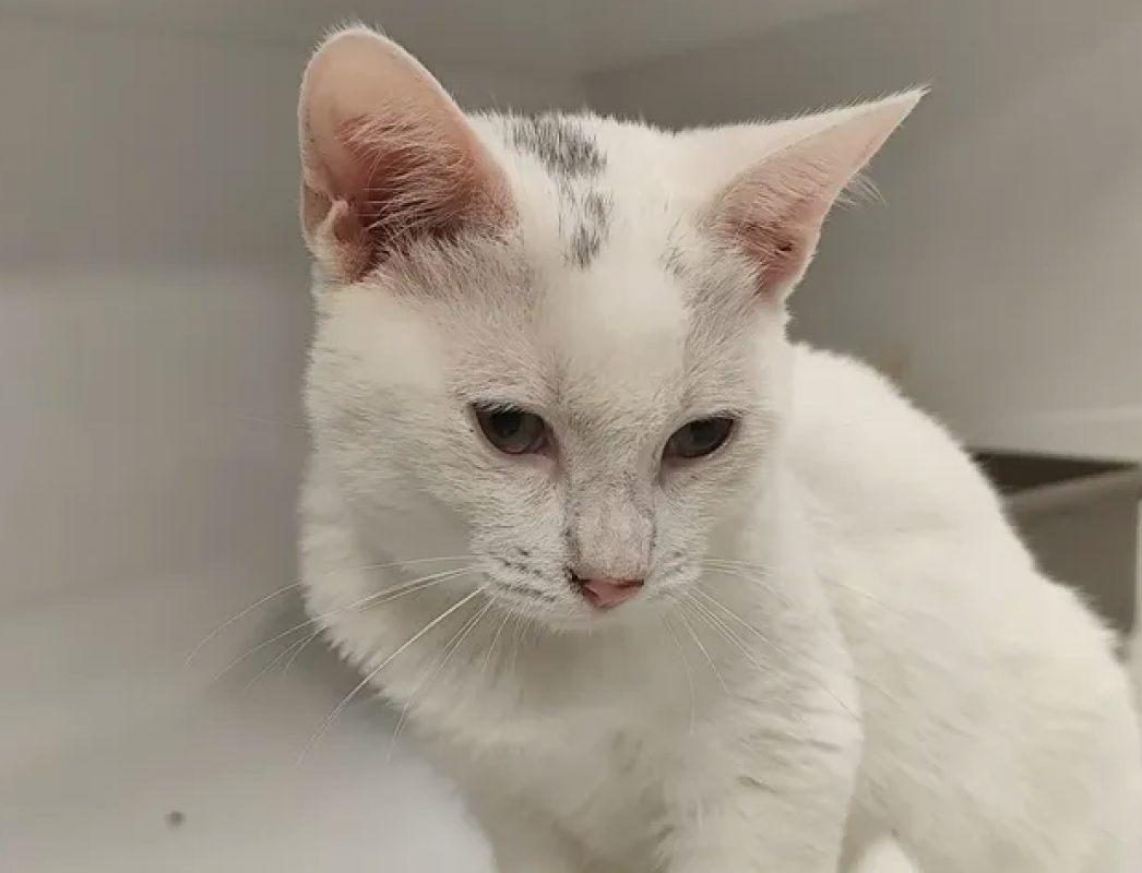 Galibert - Chat Européen à adopter - photo 2