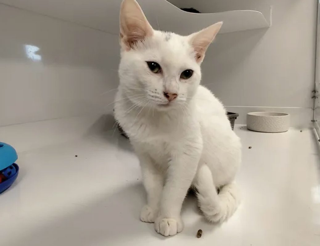 Galibert - Chat Européen à adopter - photo 3
