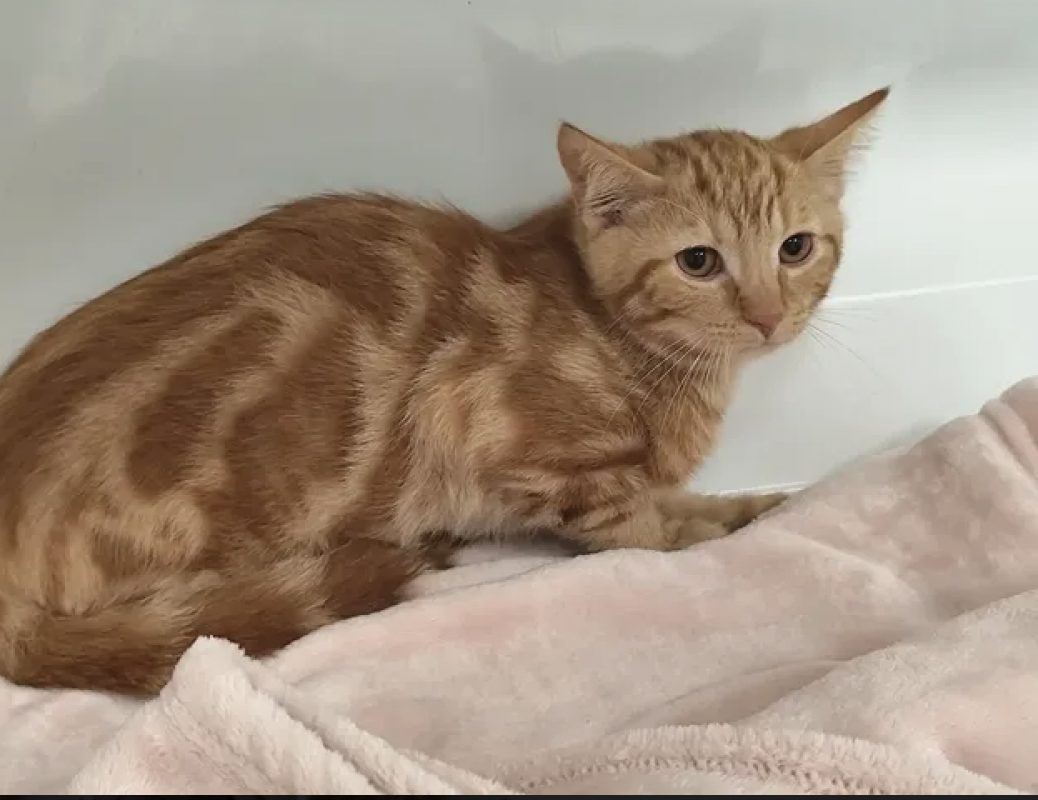 Castagnet - Chat Européen à adopter