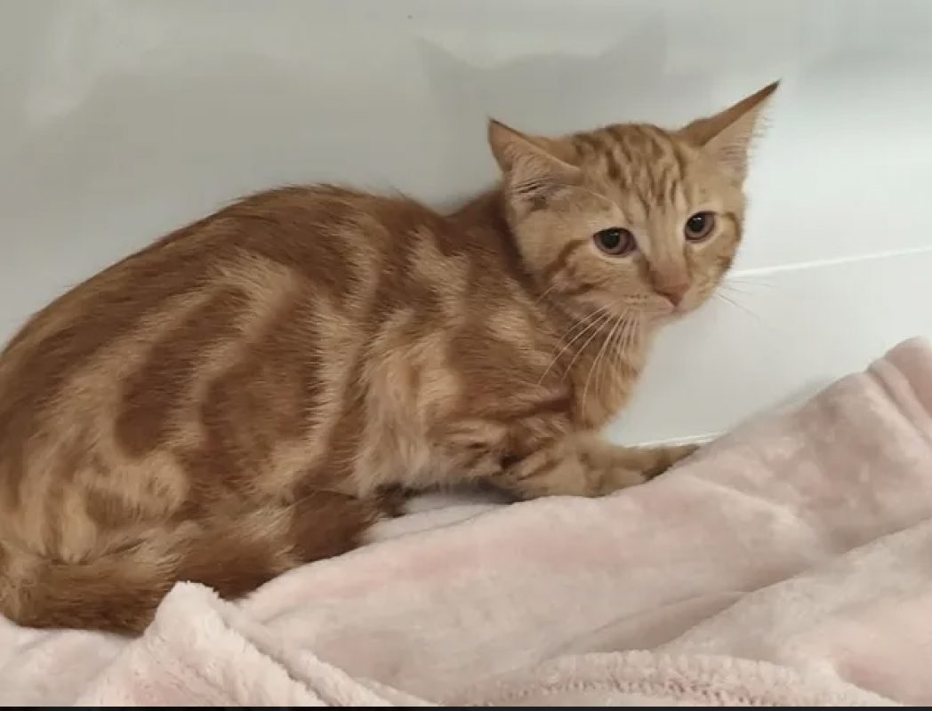 Castagnet - Chat Européen à adopter - photo 2