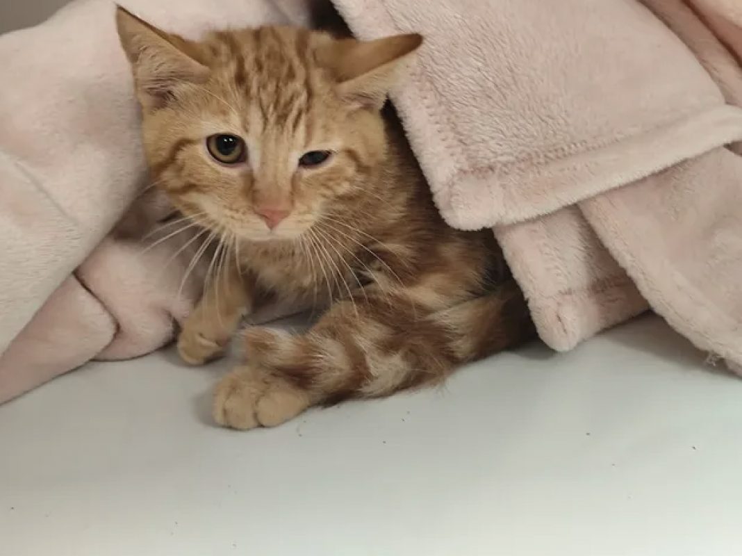 Castagnet - Chat Européen à adopter - photo 3