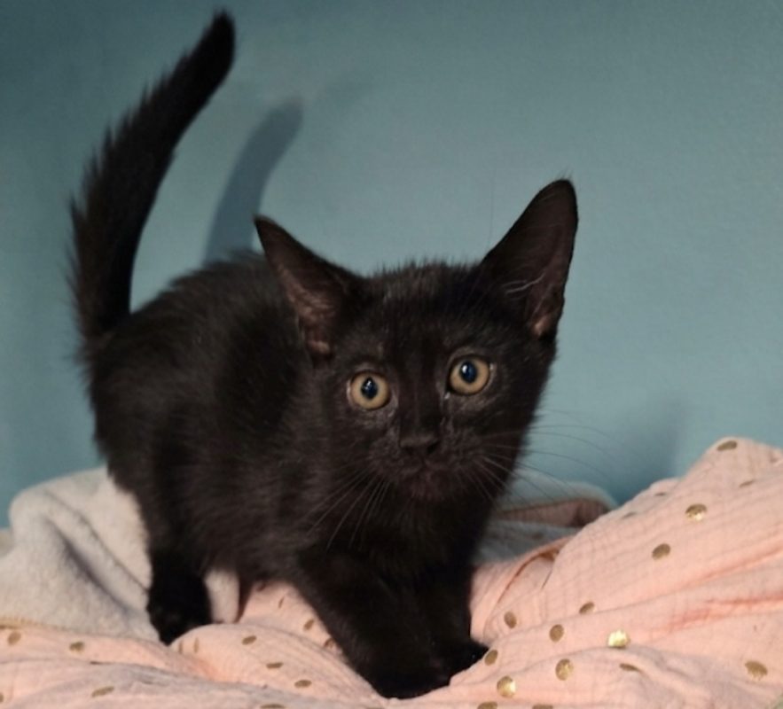 Ebene - Chat à adopter