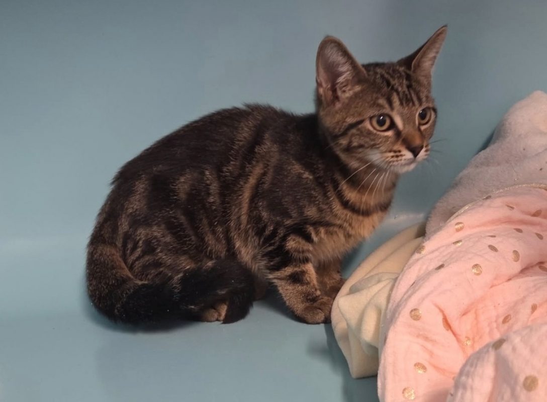Chounette - Chat Européen à adopter
