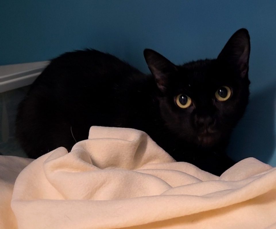 Stella - Chat Européen à adopter