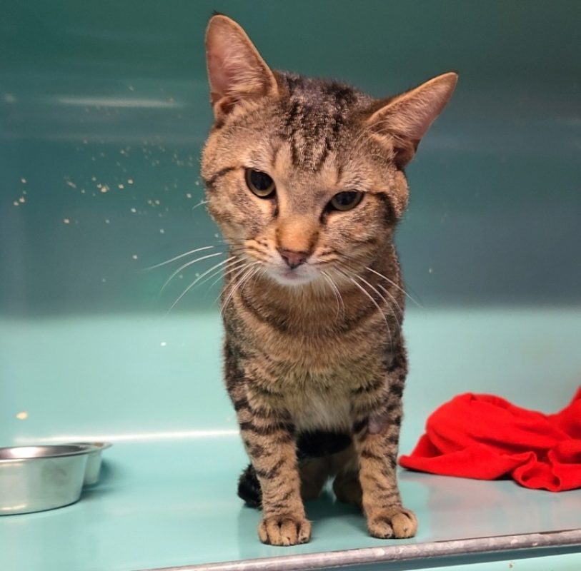Spartacus - Chat Européen à adopter