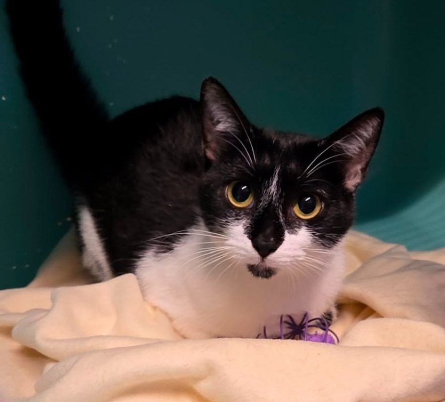 Pandette - Chat Européen à adopter