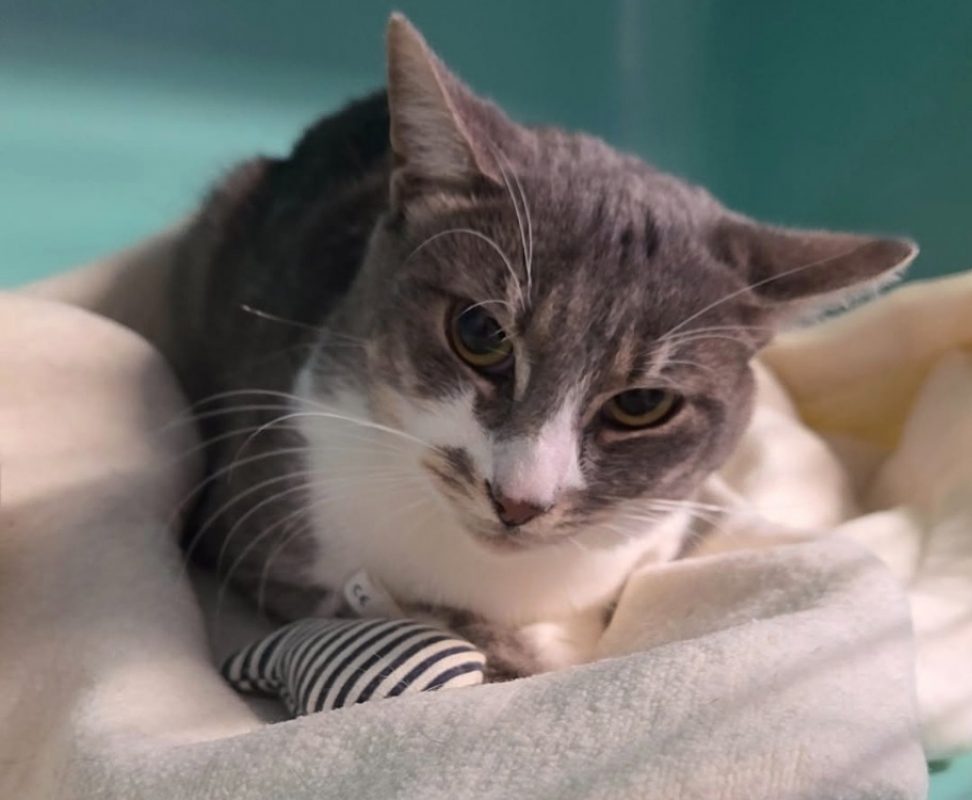 Grisouille - Chat Européen à adopter