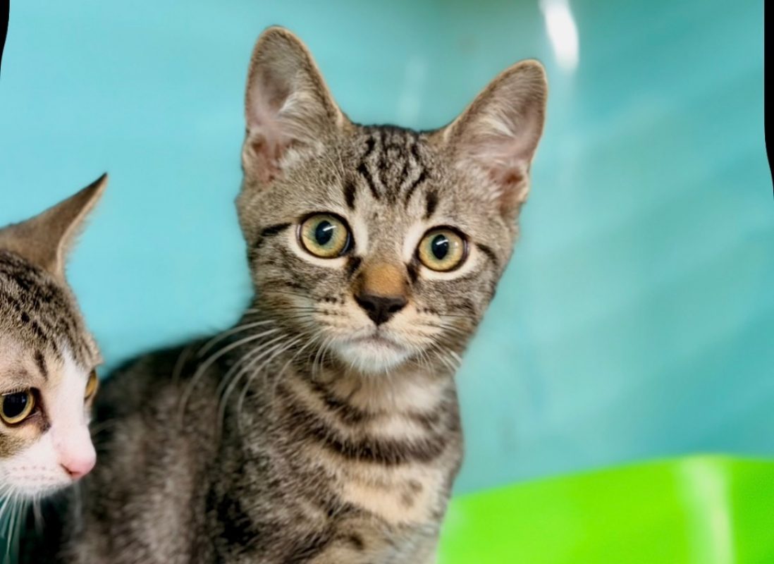 Ori - Chat Européen à adopter