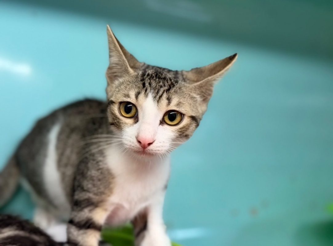 Blue - Chat Européen à adopter