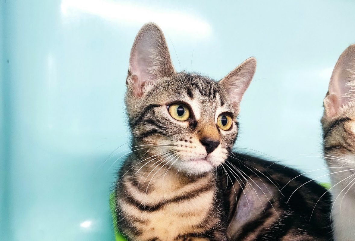 Maya - Chat Européen à adopter