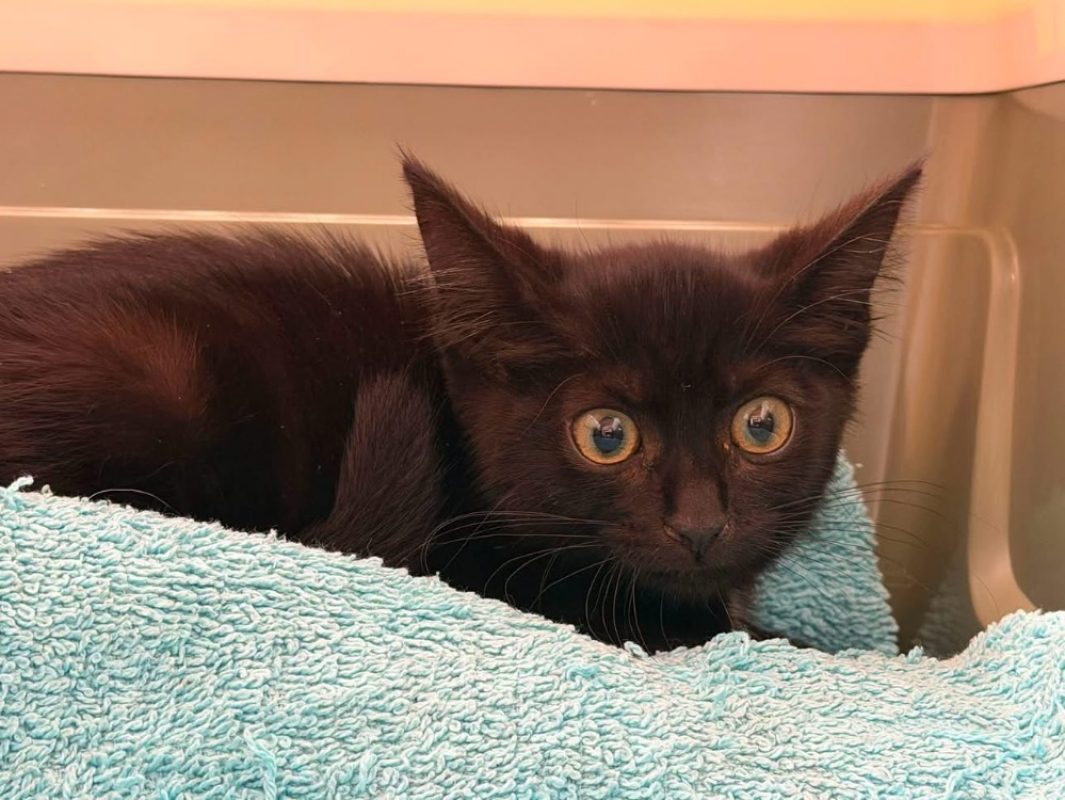 Pantoufle - Chat Européen à adopter