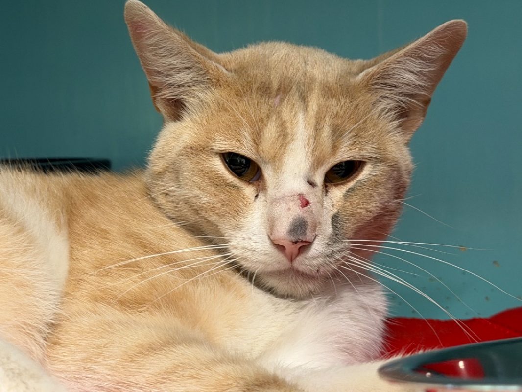 Patachon - Chat Européen à adopter