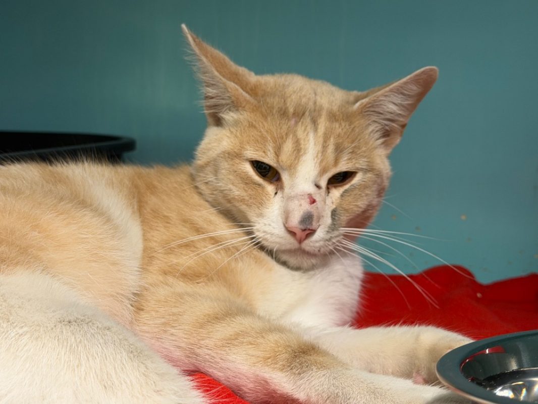 Patachon - Chat Européen à adopter - photo 2