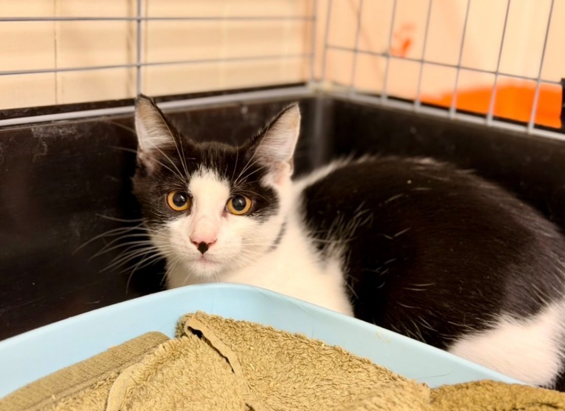 Burata - Chat Européen à adopter
