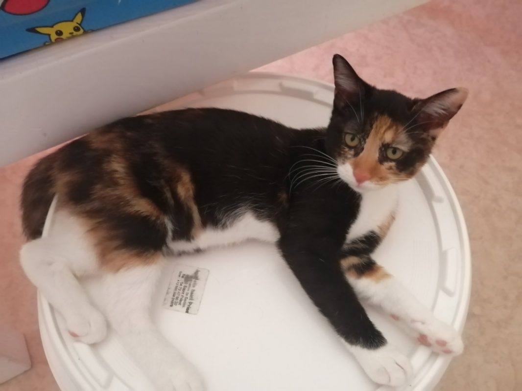 Aneth - Chat Européen à adopter