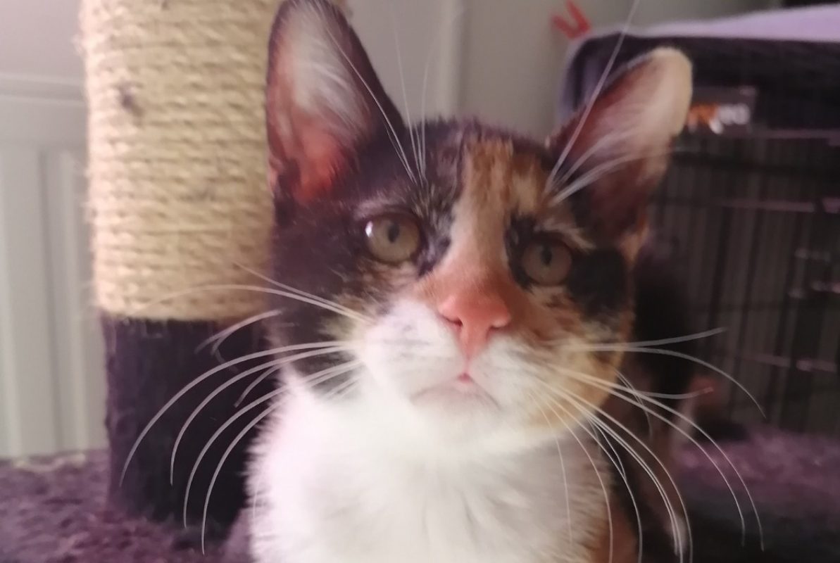 Aneth - Chat Européen à adopter - photo 2