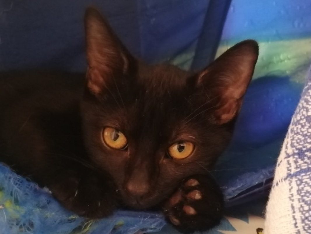 Sauge - Chat Européen à adopter