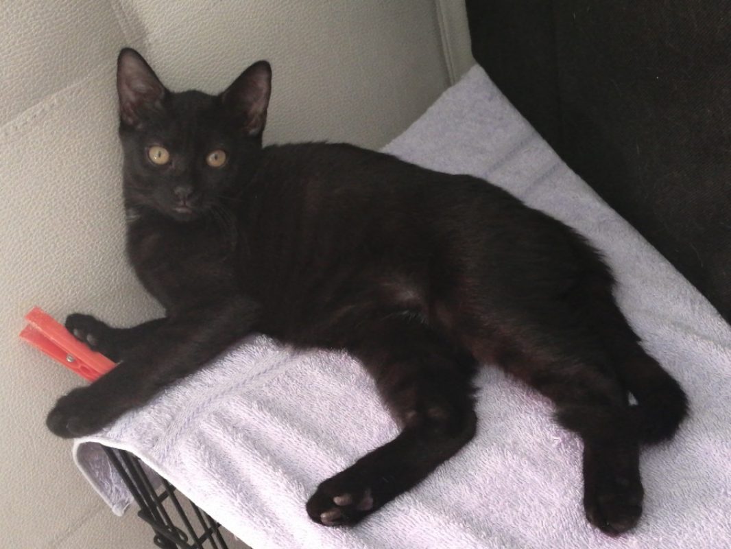 Sauge - Chat Européen à adopter - photo 2