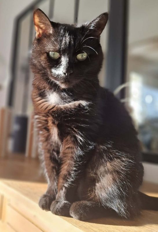Luna - Chat Européen à adopter