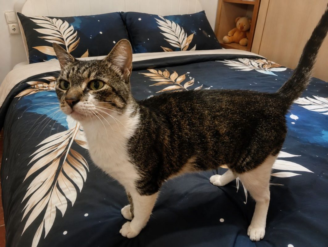 Charlie - Chat à adopter