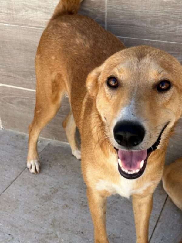 TEDDY - Chien à adopter