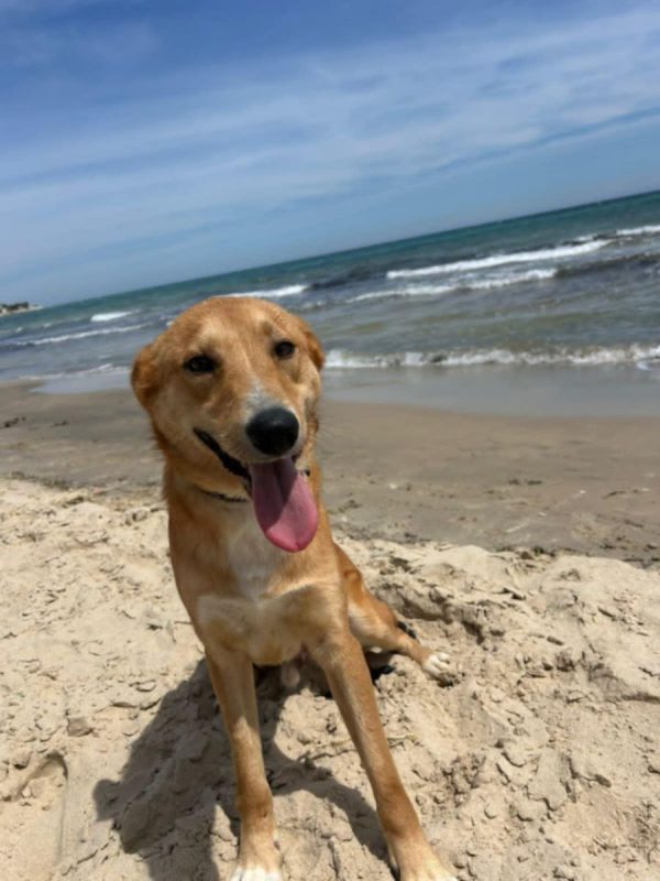 TEDDY - Chien à adopter - photo 3