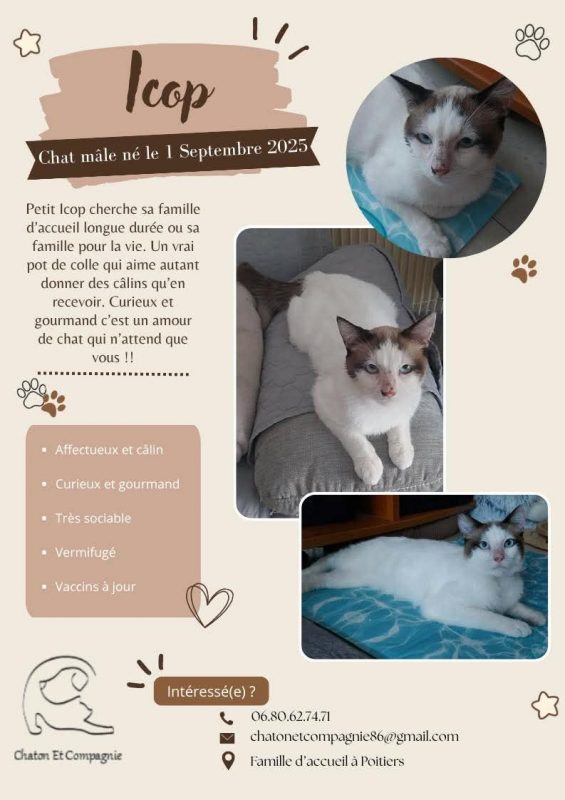 ICOP - Chat Siamois x Européen à adopter