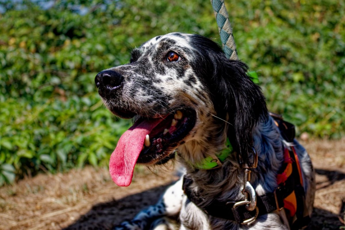 Neige - Chien Setter Anglais à adopter