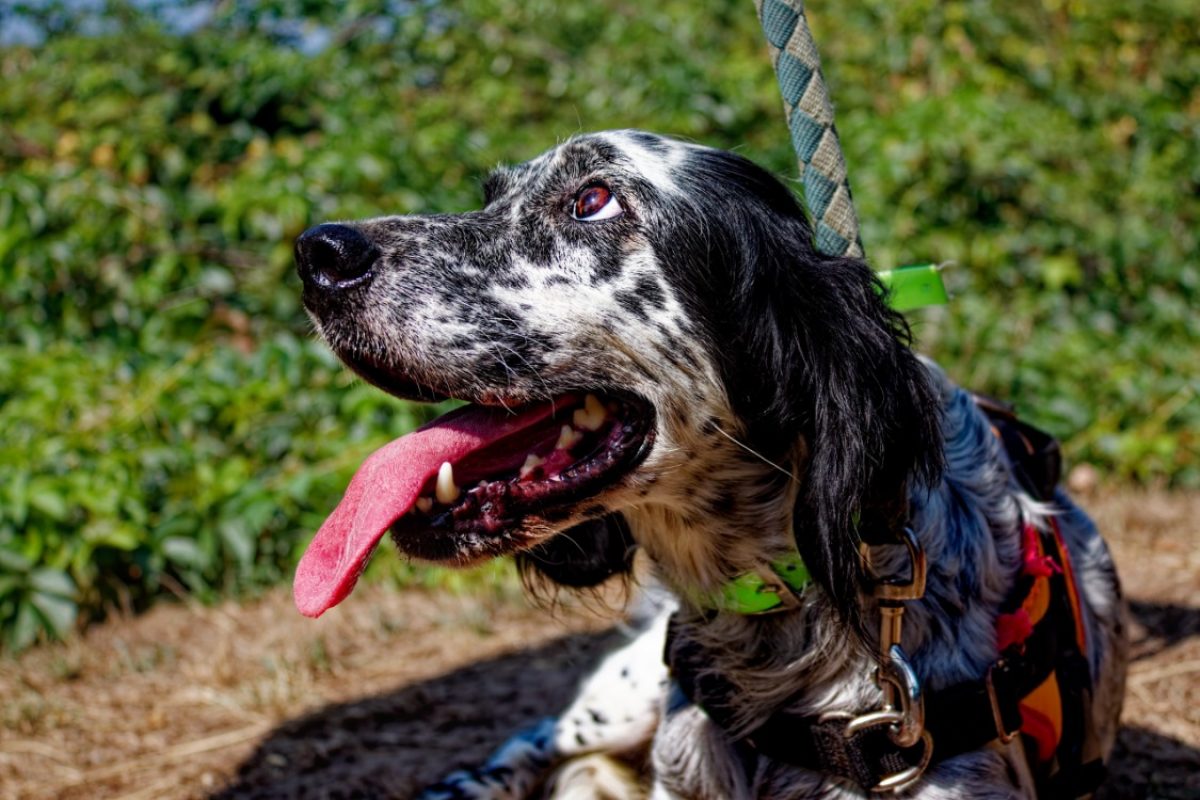 Neige - Chien Setter Anglais à adopter - photo 2