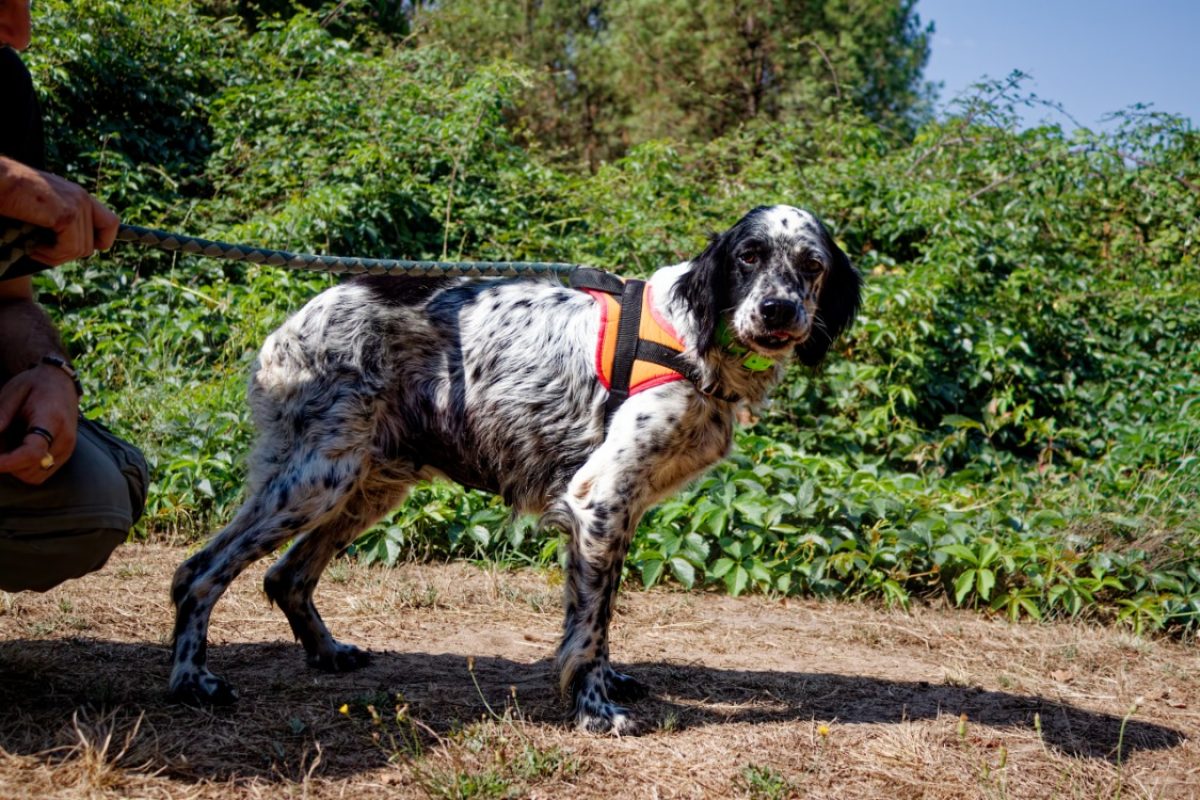 Neige - Chien Setter Anglais à adopter - photo 3