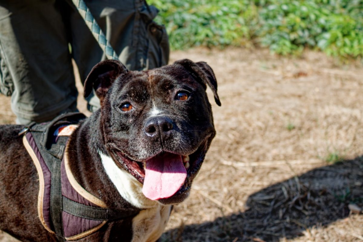 Palerm - Chien American Bully à adopter