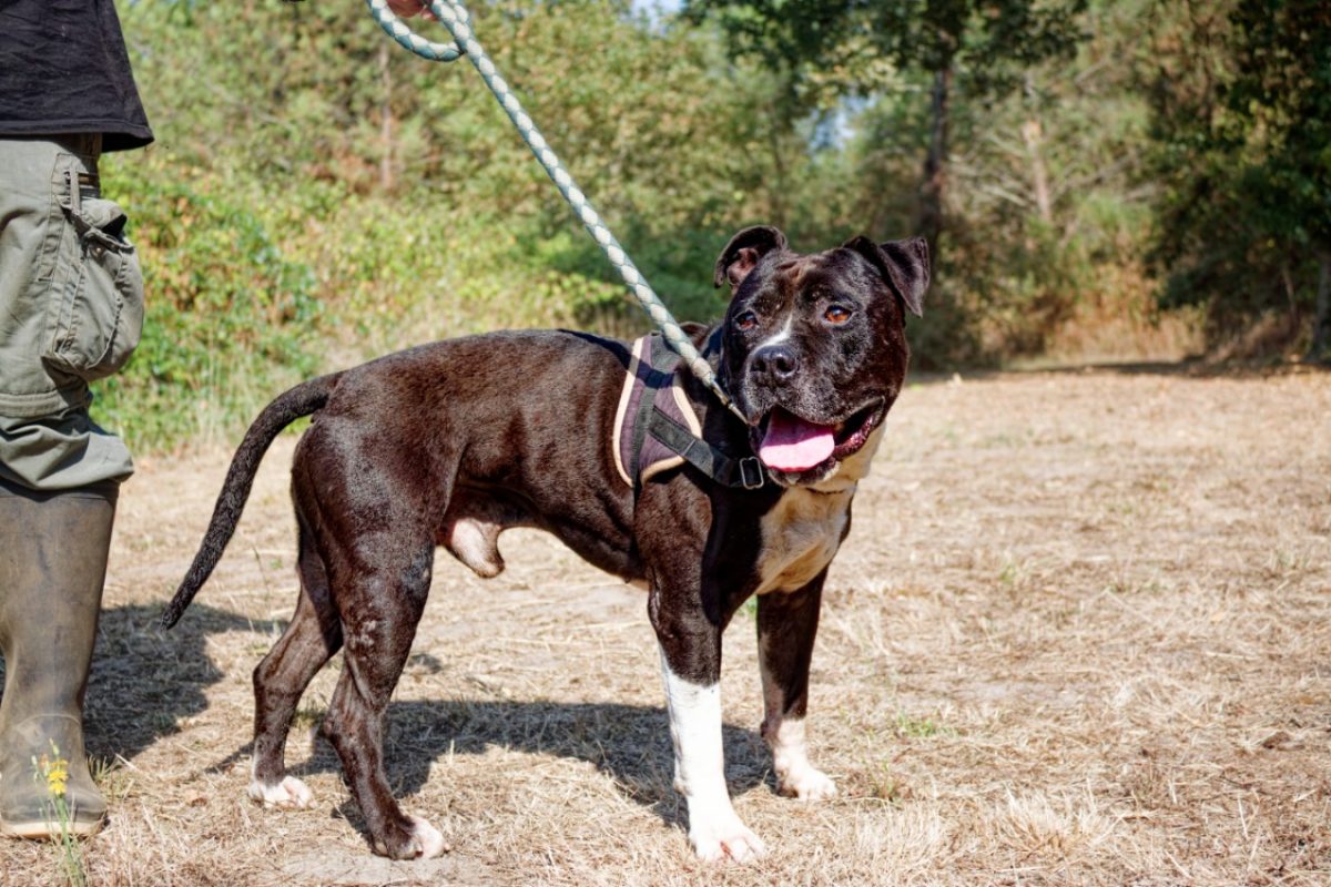 Palerm - Chien American Bully à adopter - photo 2