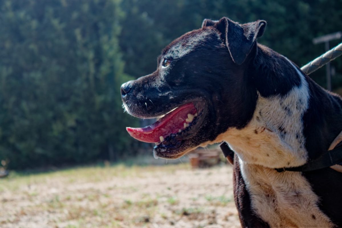 Palerm - Chien American Bully à adopter - photo 3