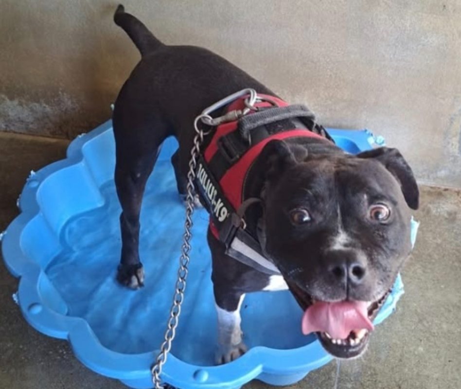 Palerm - Chien American Bully à adopter