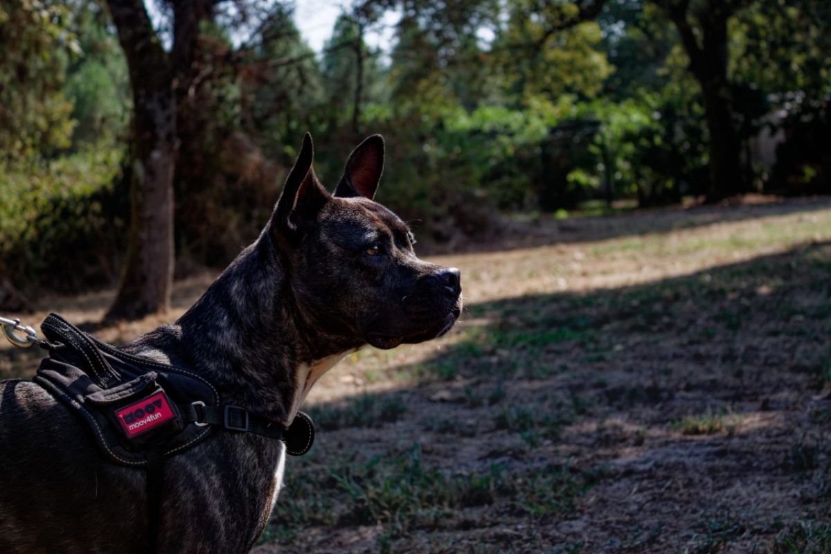 Xena - Chien Bouledogue Américain à adopter