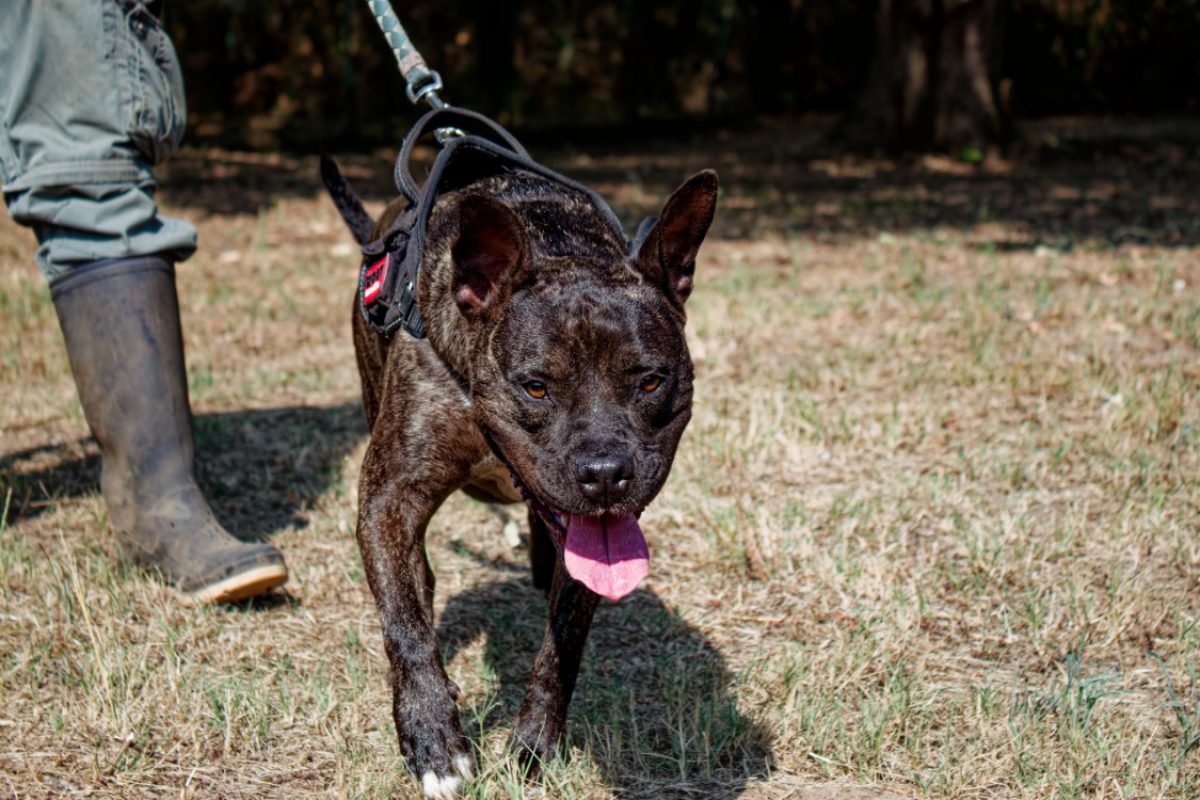 Xena - Chien Bouledogue Américain à adopter - photo 2