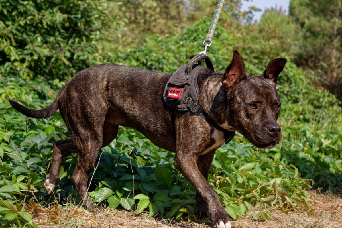 Xena - Chien Bouledogue Américain à adopter - photo 3