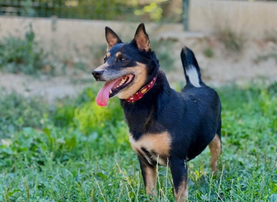 Pita - Chien à adopter