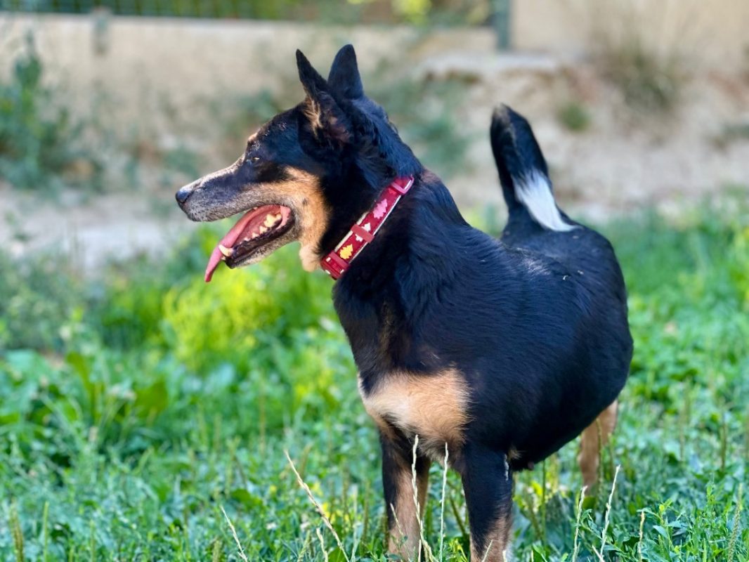 Pita - Chien à adopter - photo 2