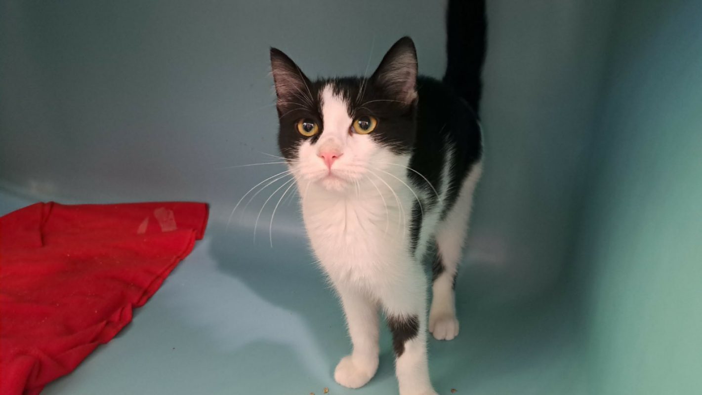 Alaska - Chat Européen à adopter