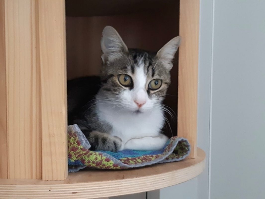 Calypso - Chat Européen à adopter