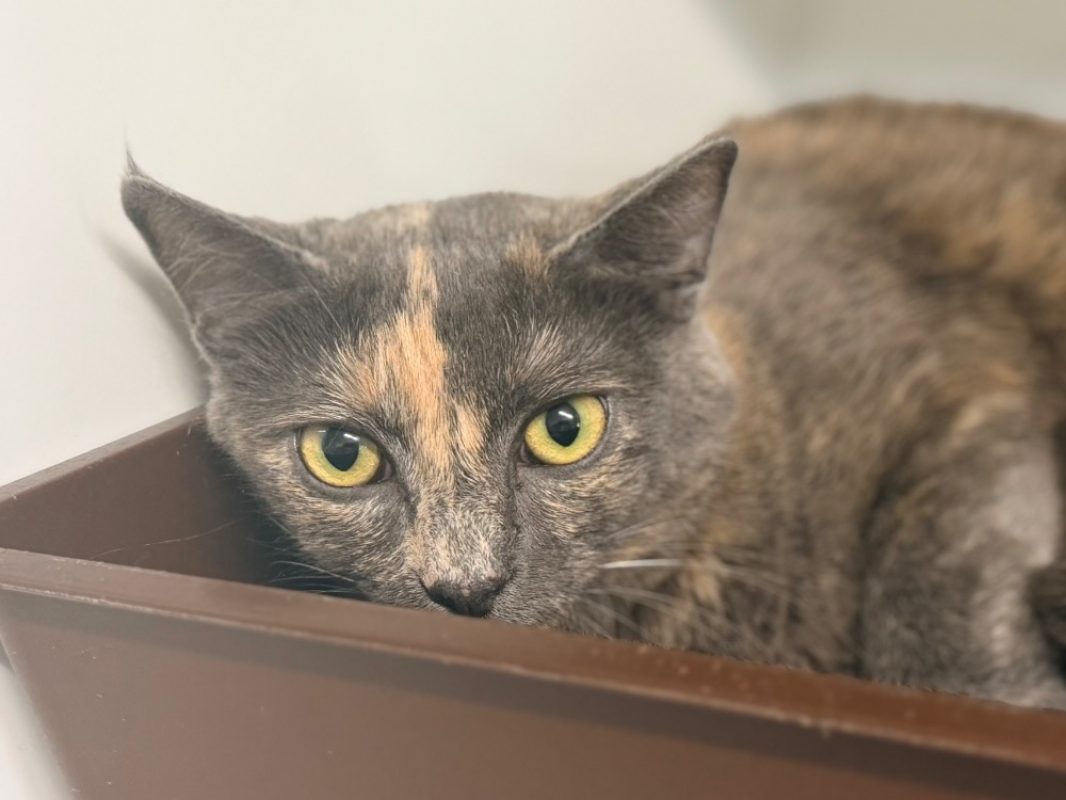 Bounty - Chat Européen à adopter - photo 2