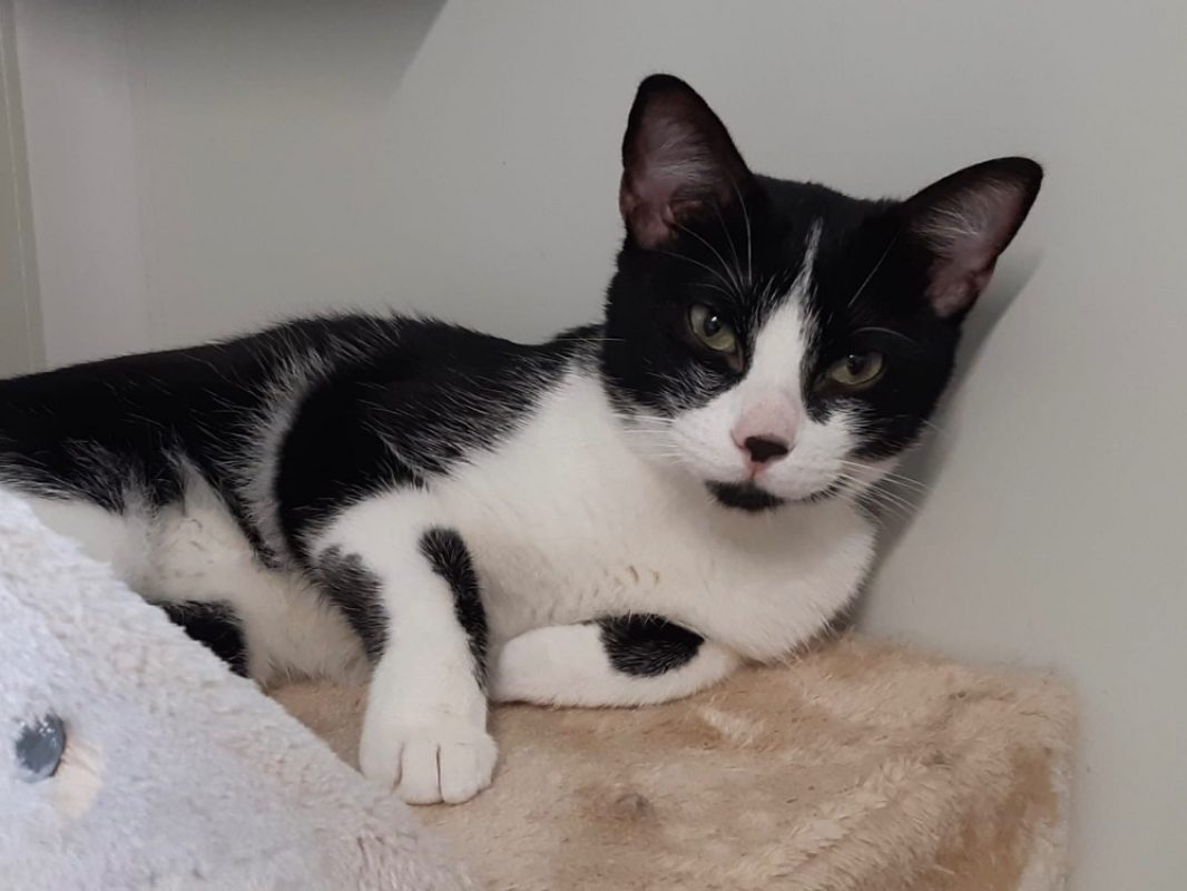 Lune - Chat Européen à adopter