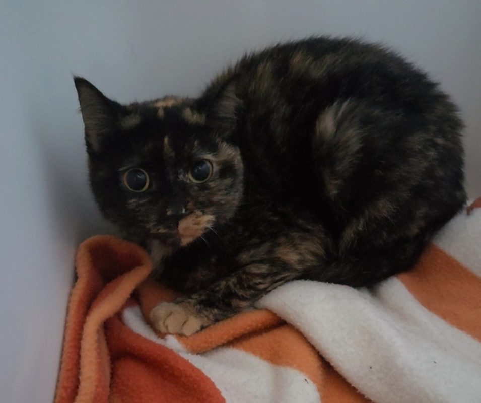 Eras reservé - Chat Européen à adopter