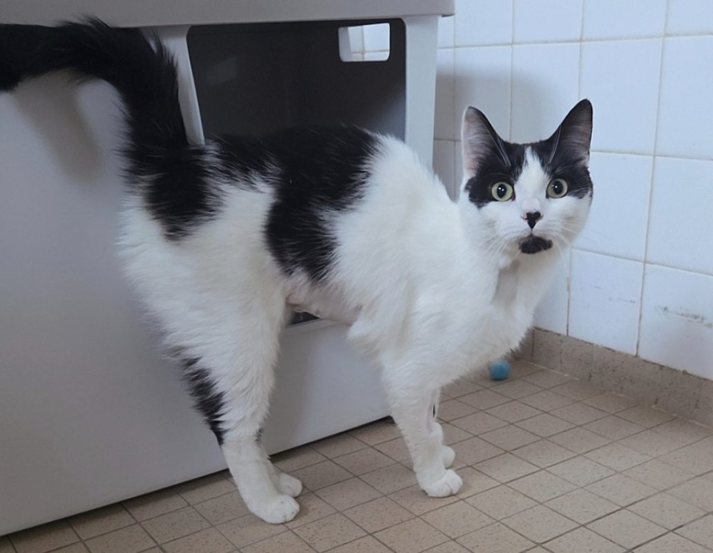Pistache - Chat Européen à adopter