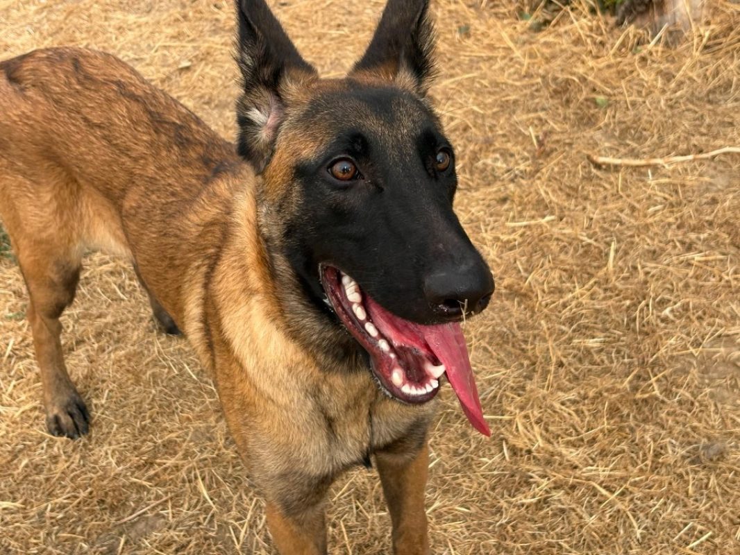 Bosko - Chien Berger Belge Malinois à adopter
