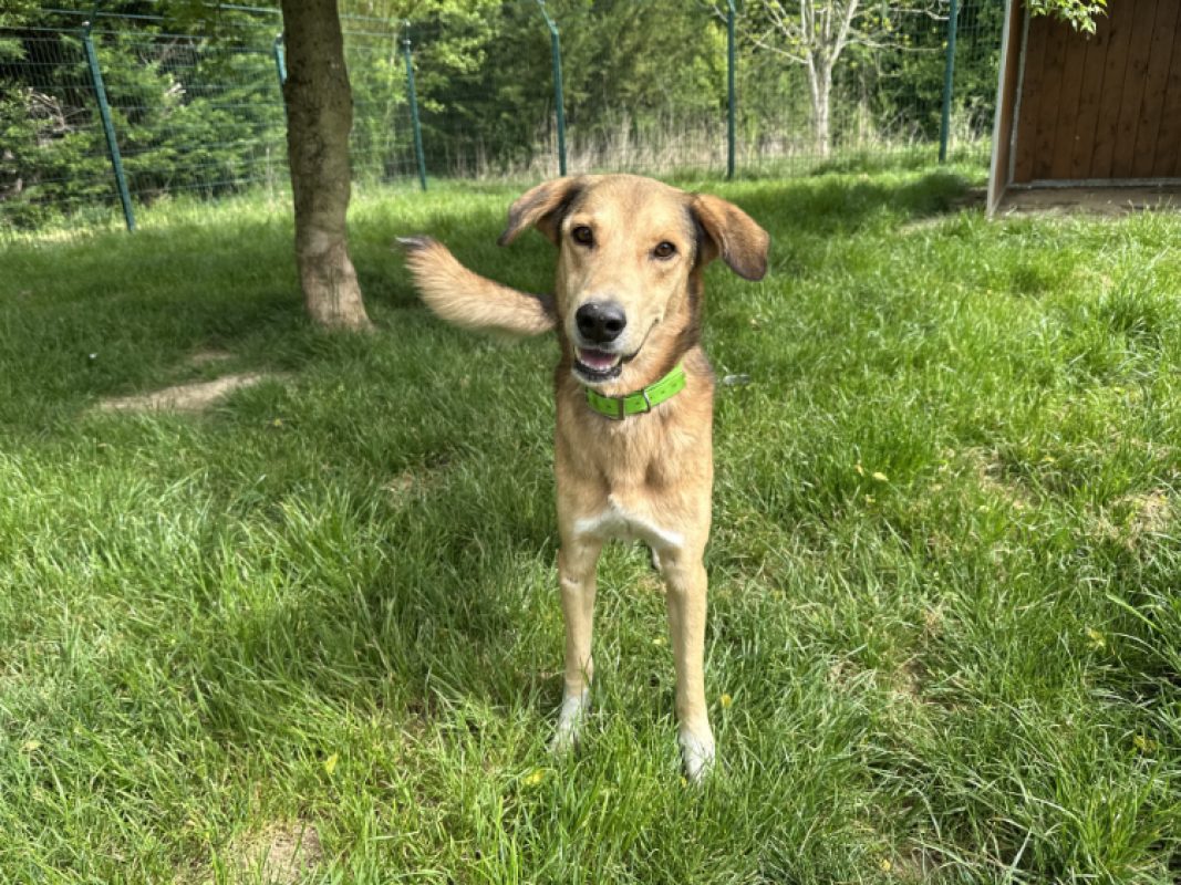 Pollux - Chien à adopter