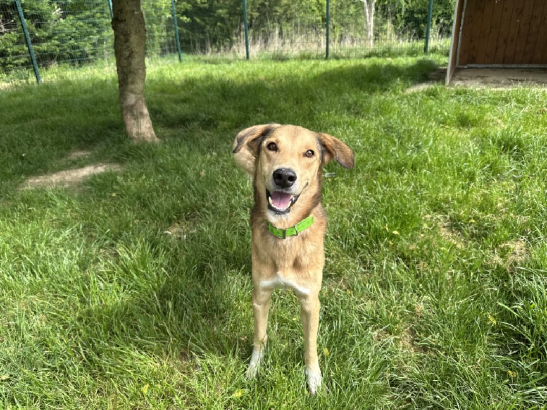 Pollux - Chien à adopter - photo 2