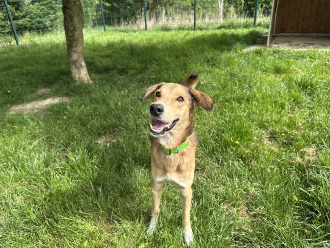 Pollux - Chien à adopter - photo 3