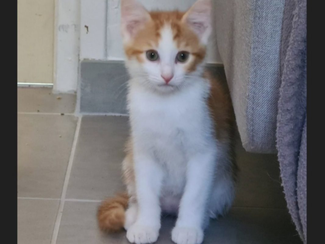 Ben - Chat Européen à adopter